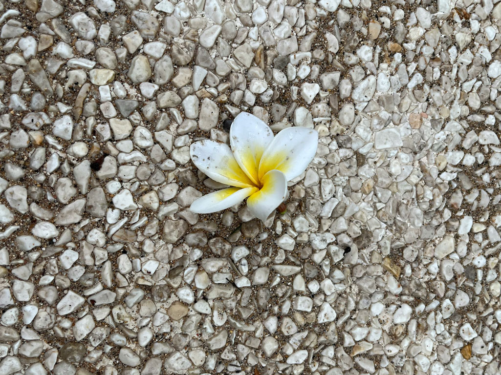 Flower growing amid round stones